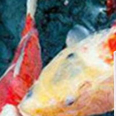 Marine Aquarium Hydrometer - Salinitätsmessgerät für Meerwasser-Aquakultur, 0-43% Messbereich, für