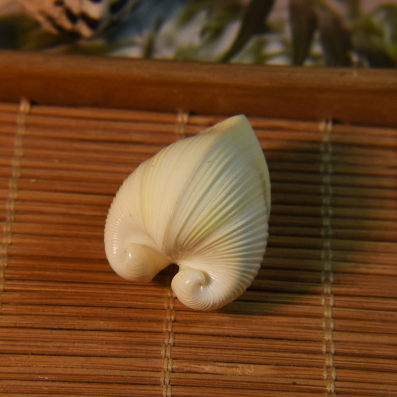 Natürliche Kardium-Cardissa-Mu – Marine Aquarium & Regional Centre Bewertung und Preis