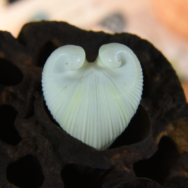 Natürliche Kardium-Cardissa-Mu – Marine Aquarium & Regional Centre Bewertung und Preis